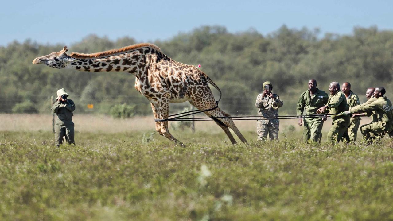 FOTO: Operasi Penyelamatan Jerapah Masai di Tengah Kerusakan Habitat