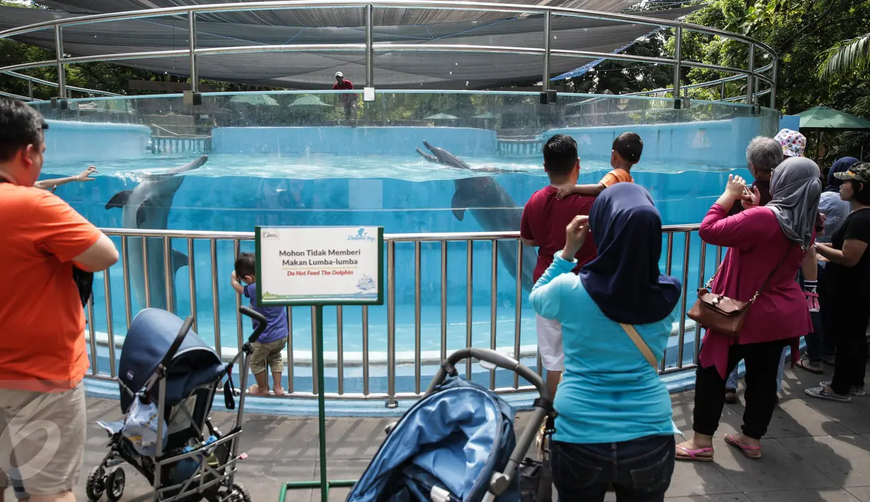 Pengunjung mengamati akuarium berisi lumba-lumba di Dolphin Bay, Taman Impian Jaya Ancol, Jakarta, Jumat (14/4). Wahana tersebut menjadi sarana edukasi sekaligus mengenalkan lebih dekat lumba-lumba kepada para pengunjung. (Liputan6.com/Faizal Fanani)