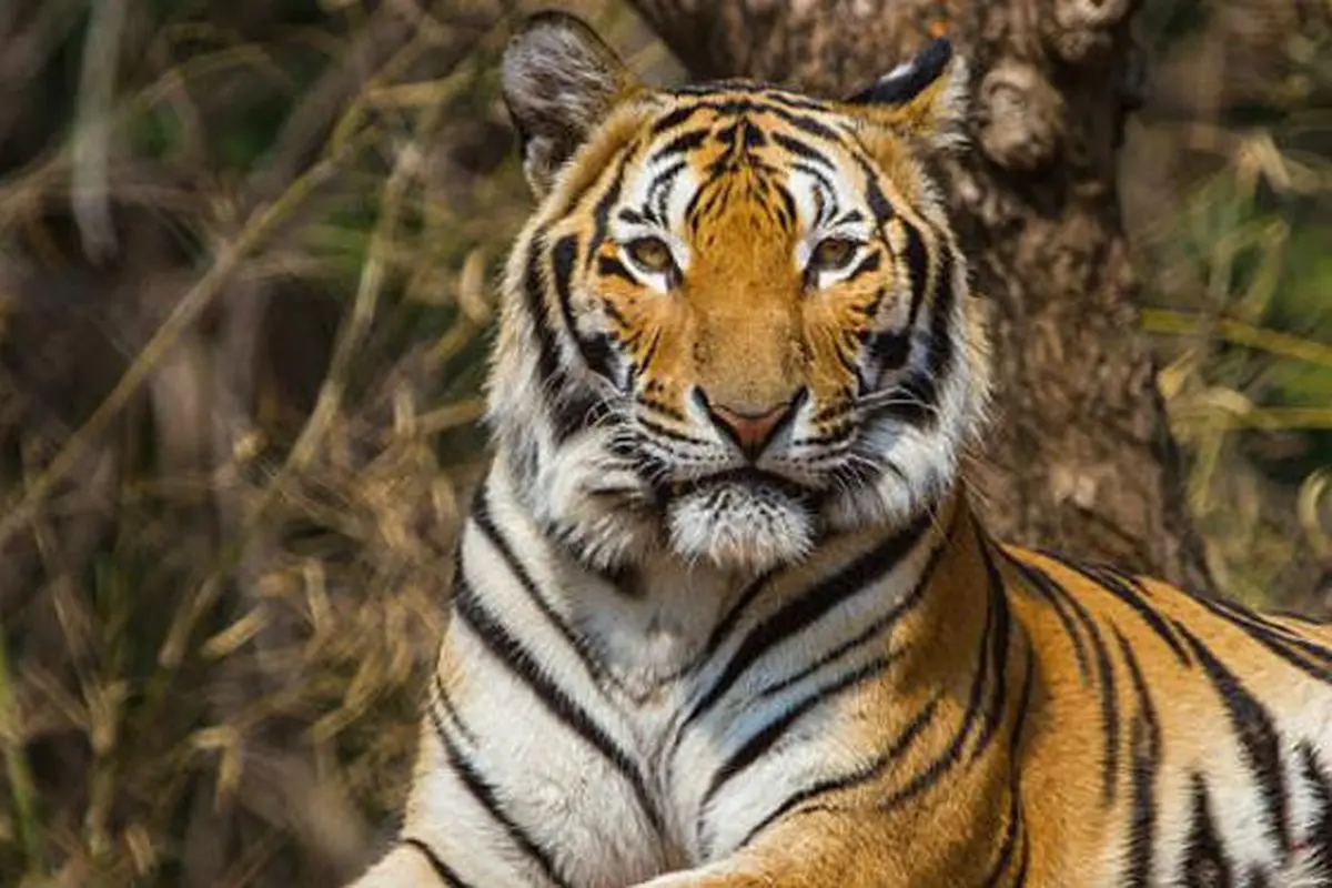 Ilustrasi harimau