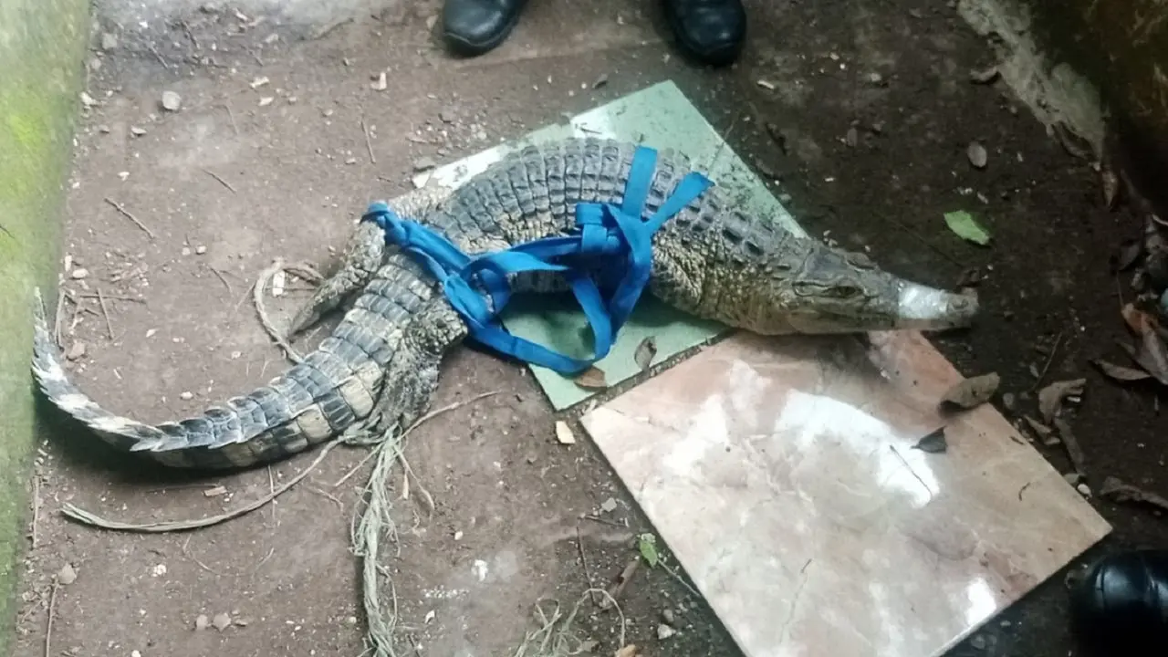 Seekor buaya rawa lepas dari kandang Desa Cihideung Udik, Kecamatan Ciampea, Kabupaten Bogor,