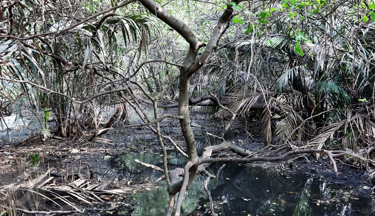 Jembatan penghubung tampak rusak dan rapuh di Suaka Marga Satwa Muara Angke Balai Konservasi Sumber Daya Alam DKI Jakarta, (18/3). Semula SMMA ditetapkan sebagai cagar alam oleh pemerintah Hindia Belanda pada 17 Juni 1939. (Liputan6.com/Gempur  M Surya)