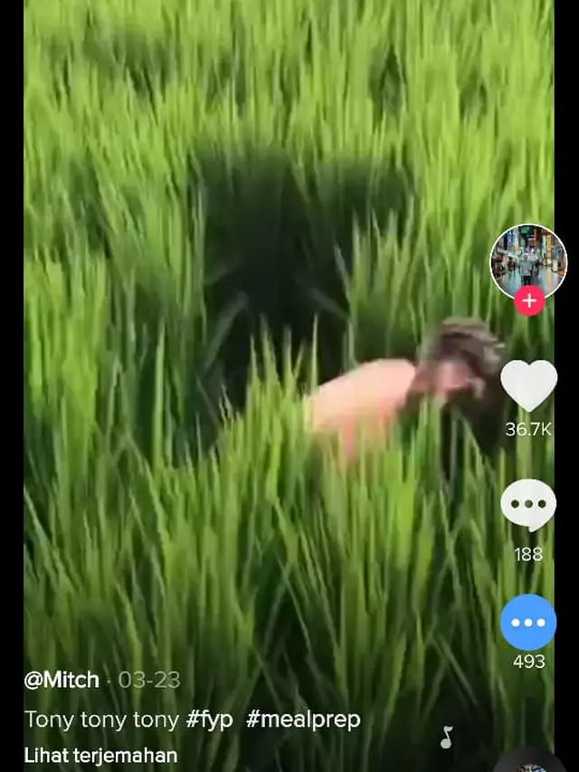 Turis Asing Berulah di Bali, Melompat ke Sawah yang Masih Ditanami Padi