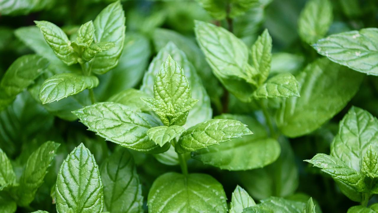 Ilustrasi Daun Peppermint