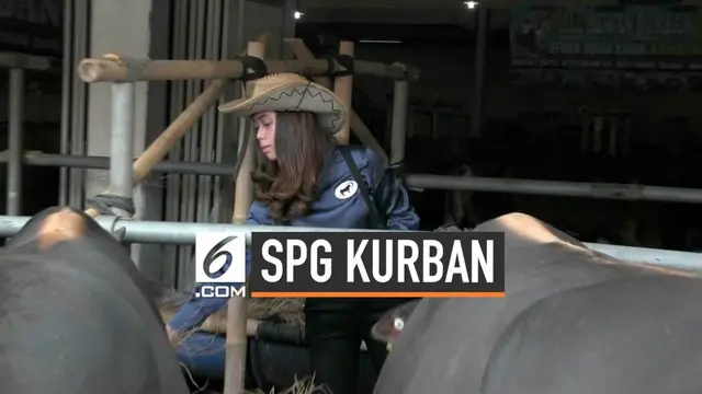 VIDEO: Begini Gaya Cewek “SPG Koboi” Jual Hewan Kurban