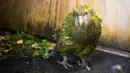 Burung Kakapo bernama Sirocco dipamerkan di cagar alam Orokonui Ecosanctuary di Dunedin, Selandia Baru, 13 September 2018. Forest and Bird mengumumkan Kakapo sebagai Burung Selandia Baru Terbaik Tahun Ini di Dunedin pada Senin (16/11/2020). (Xinhua/Yang Liu)