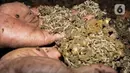 Petugas menunjukkan ulat maggot di Tanjung Priok, Kamis (24/6/2021). Ulat maggot yang telah berusia 21 hari hasil budi daya digunakan sebagai pakan ternak seperti ikan dan unggas. (merdeka.com/Iqbal S. Nugroho)