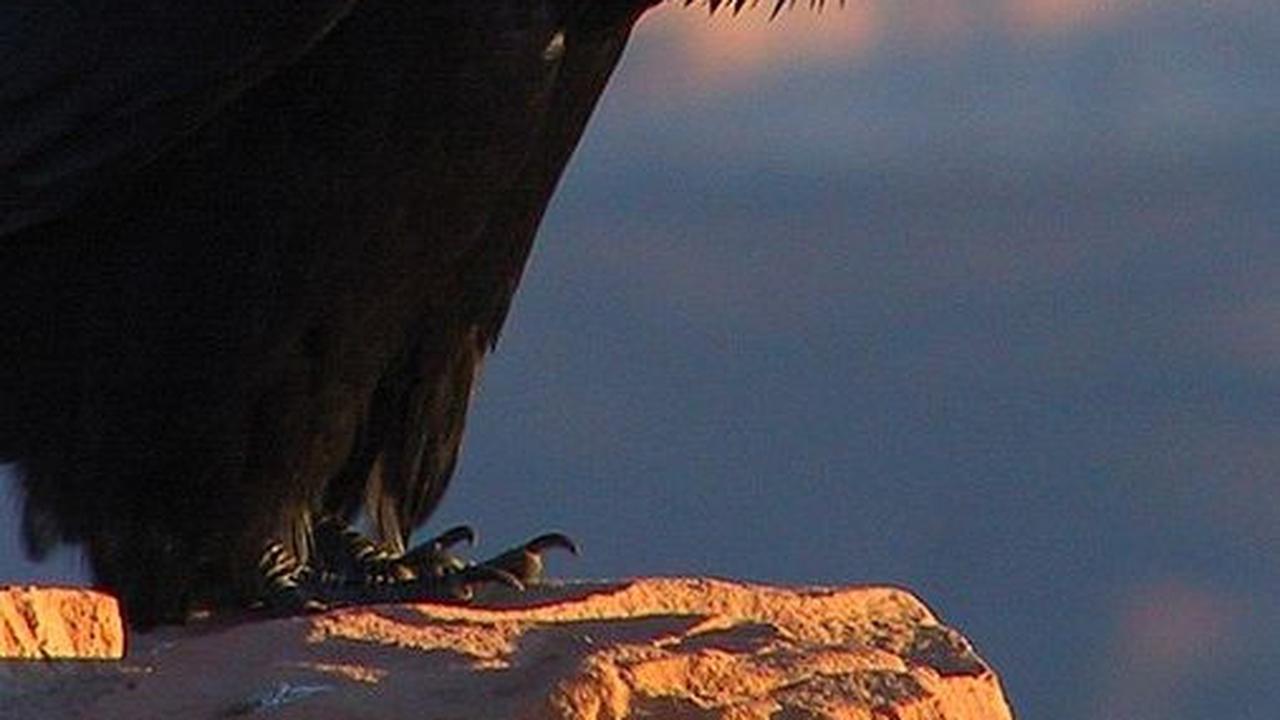 6. Burung Gagak Raven dan Kemampuan Koordinasinya yang Hebat<br>