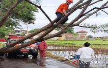 Penanganan Cepat Pohon Tumbang Cianjur, Jalur Utama Kembali Normal