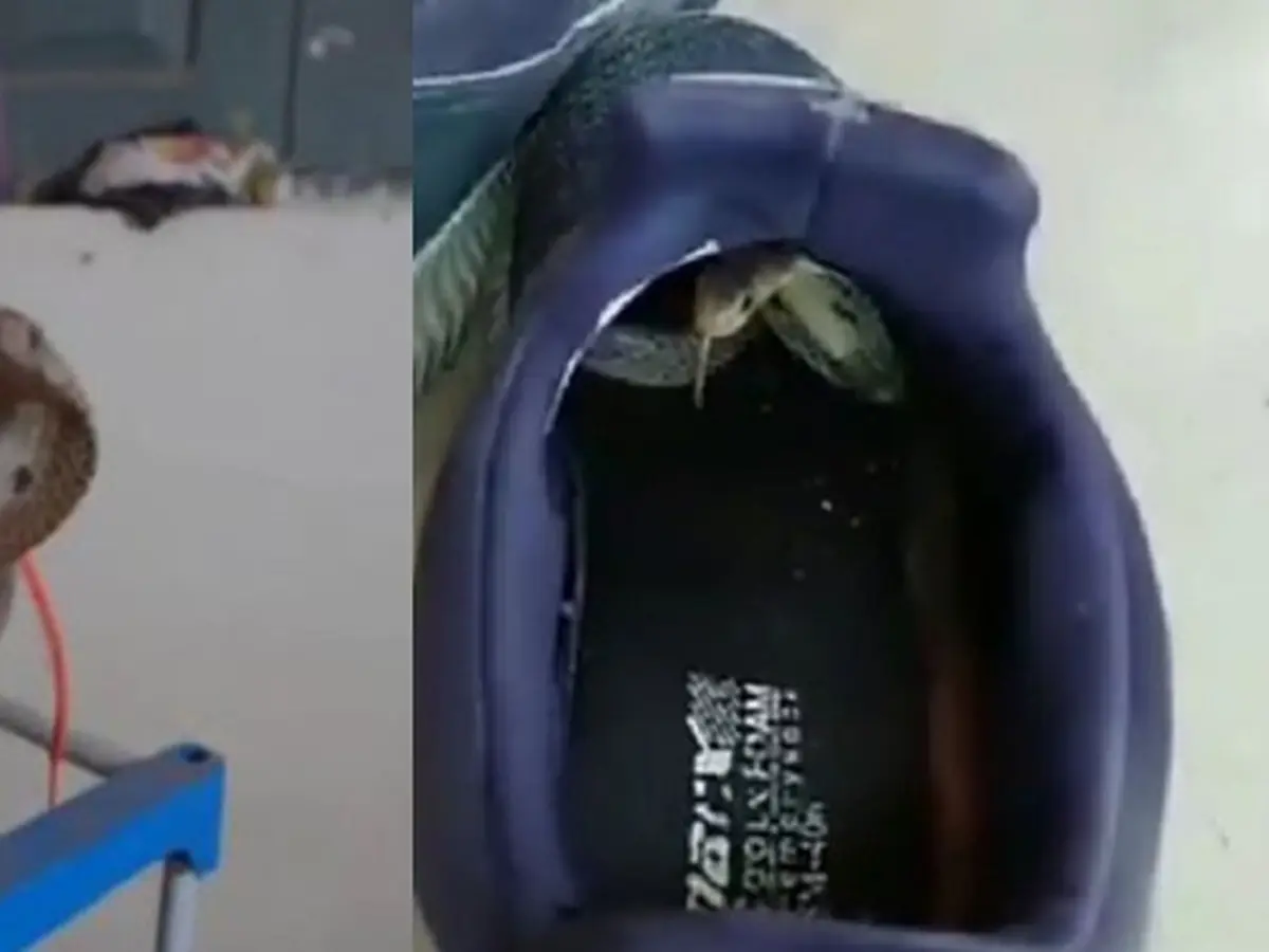 Momen Ular Sembunyi di Dalam Sepatu, Bikin Merinding - Hot