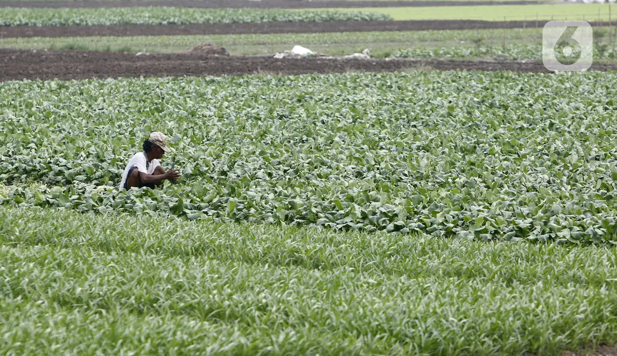 Petani memanen sayuran di Tangerang, Banten, Kamis (8/7/2021). Program Kredit Usaha Rakyat (KUR) sektor pertanian dirasakan manfaatnya oleh petani. (Liputan6.con/Angga Yuniar)