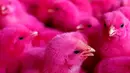 Anak ayam warna-warni saat ditawarkan penjual di pasar unggas kecil di Jakarta 18 Mei 2016. Menggunakan pewarna tekstil untuk hewan ini sebenarnya sangat membahayakan bagi tubuh hewan apalagi bila dipegang oleh anak-anak.  (REUTERS / Darren Whiteside)