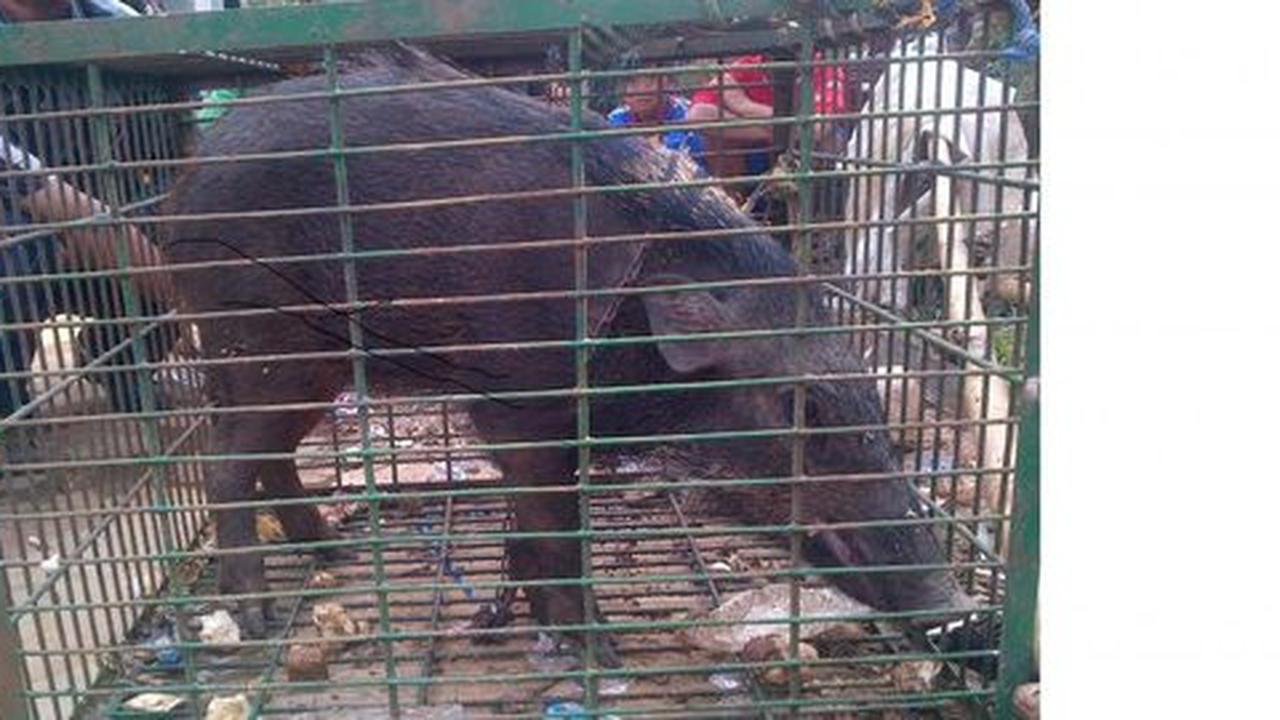 Babi ngepet di Cianjur