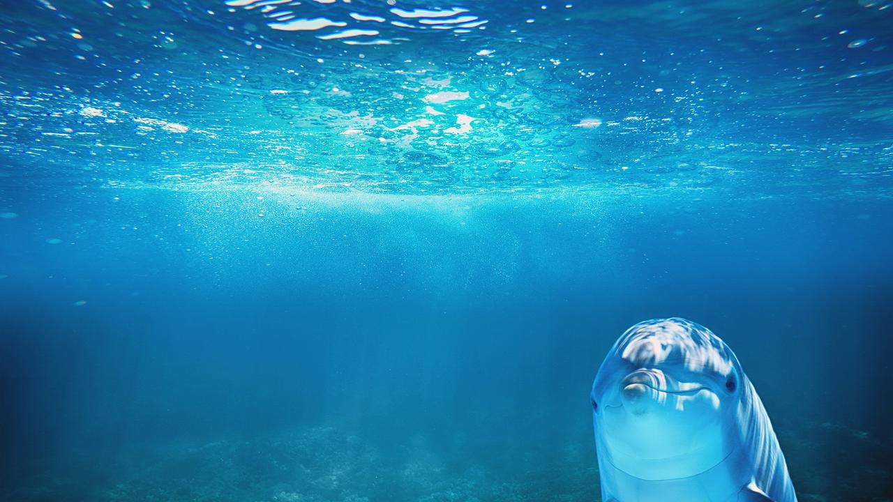 Ilustrasi Lumba-lumba