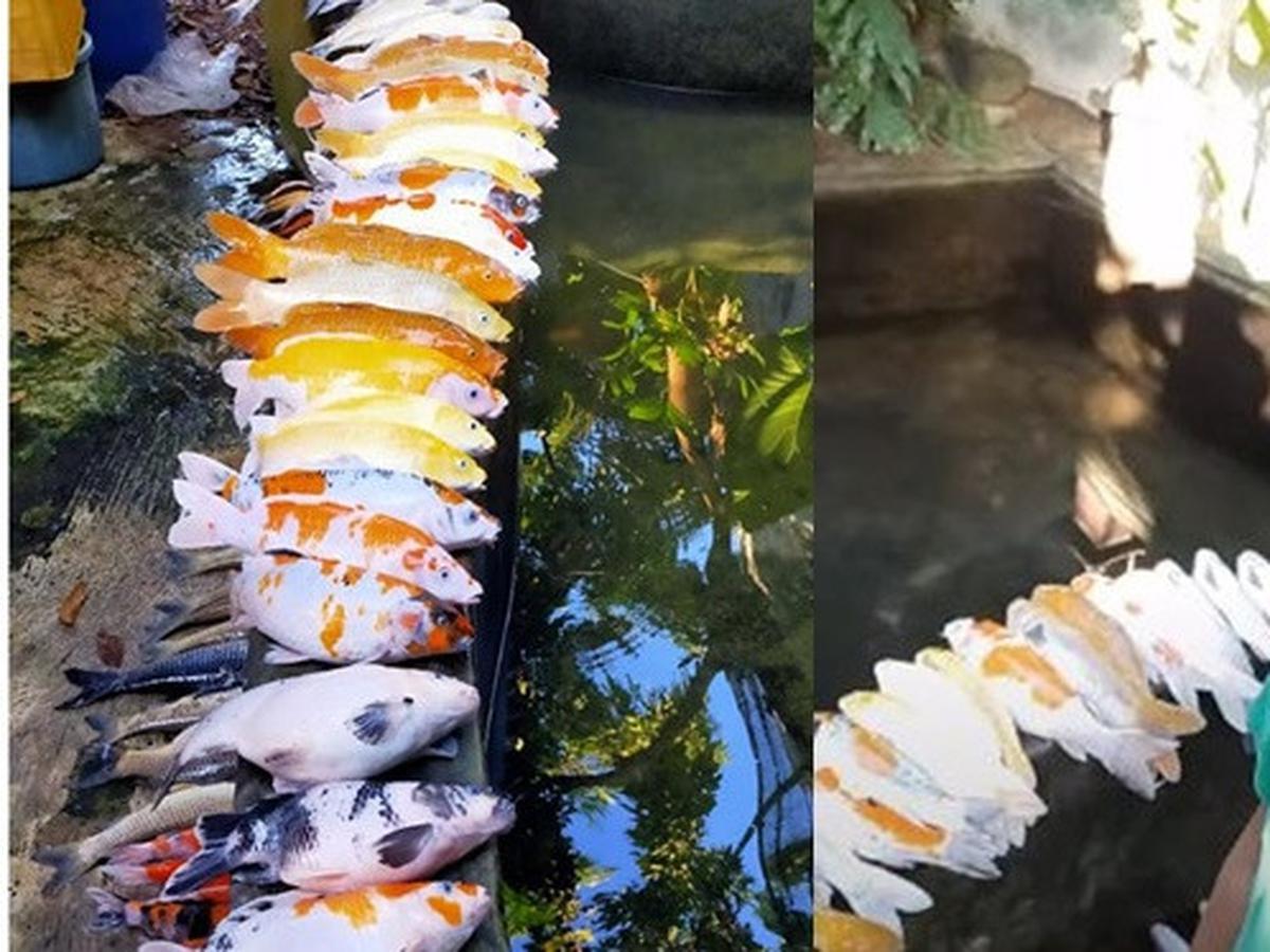 7500 Koleksi Jual Ikan Hias Air Laut Lampung Gratis Terbaru