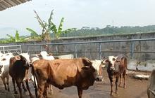 Stok Daging Sapi Lebak Jelang Natal dan Tahun Baru 2026 Dipastikan Aman dan Stabil