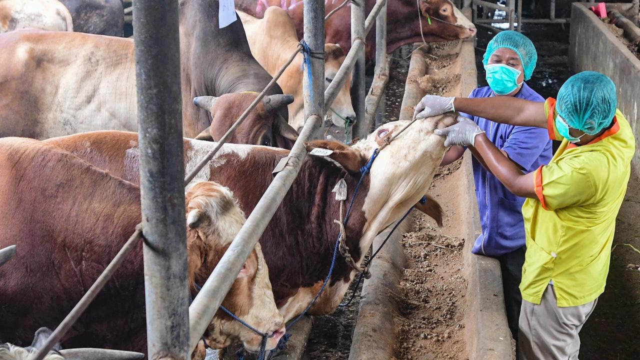 FOTO: Pemeriksaan Hewan Kurban Diperketat Jelang Idul Adha 1447 H