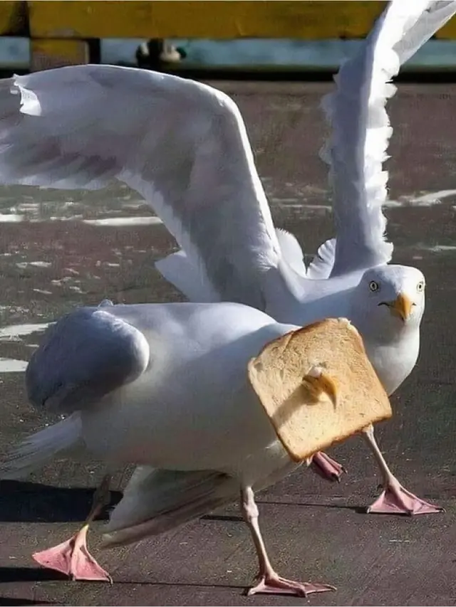 7 Potret Burung Curi Makanan Manusia Ini Kocak, Diam-Diam Tetap Ketahuan