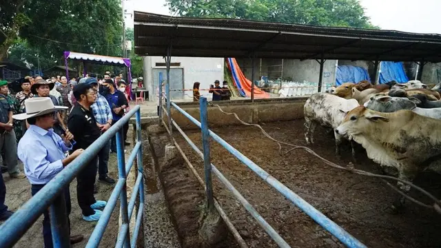 Mentan SYL: Ketersediaan Daging Sapi Jelang HKBN Terpantau Aman