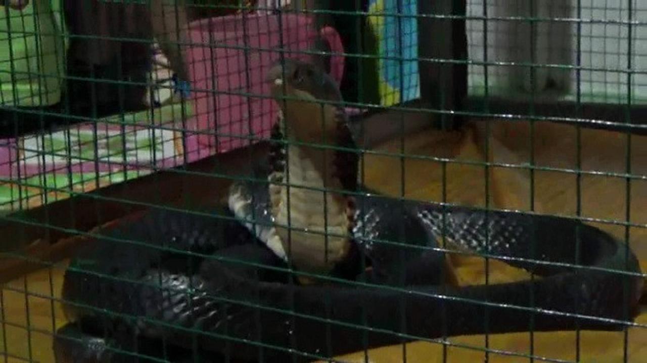 Pertemuan Tak Sengaja Warga Boalemo dan Ular Kobra Jelmaan Putri Kota Gaib