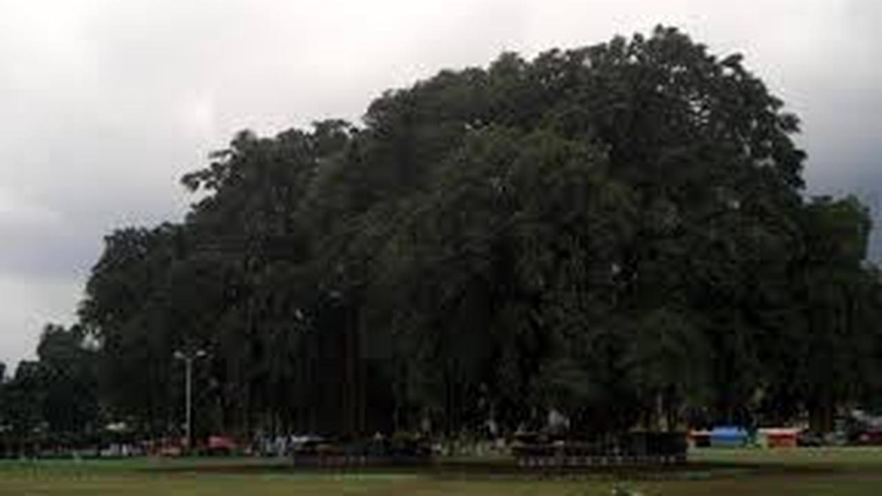 Pohon Beringin