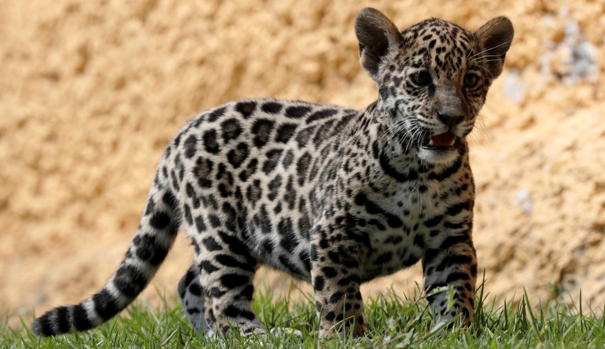 FOTO: Kebun Binatang Meksiko Perkenalkan Bayi Jaguar yang Hampir
