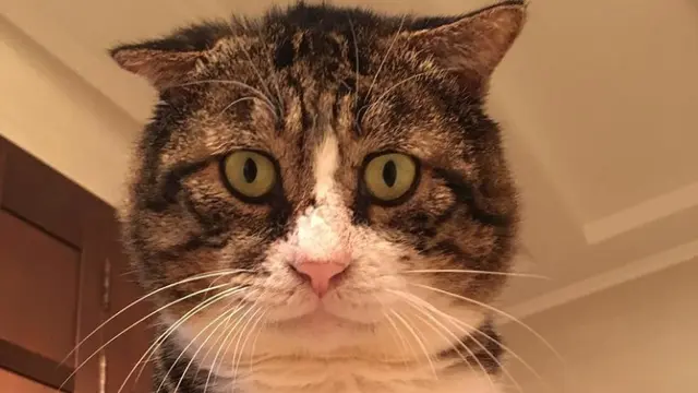 Tingkah Kocak Kucing Ini Viral Jadi Meme di Medsos