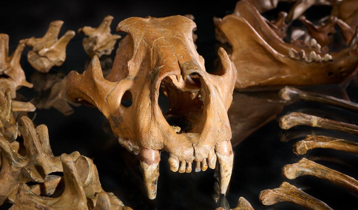 1. Catatan Tertua Hominid yang Berhasil Membunuh Predator Besar<br>