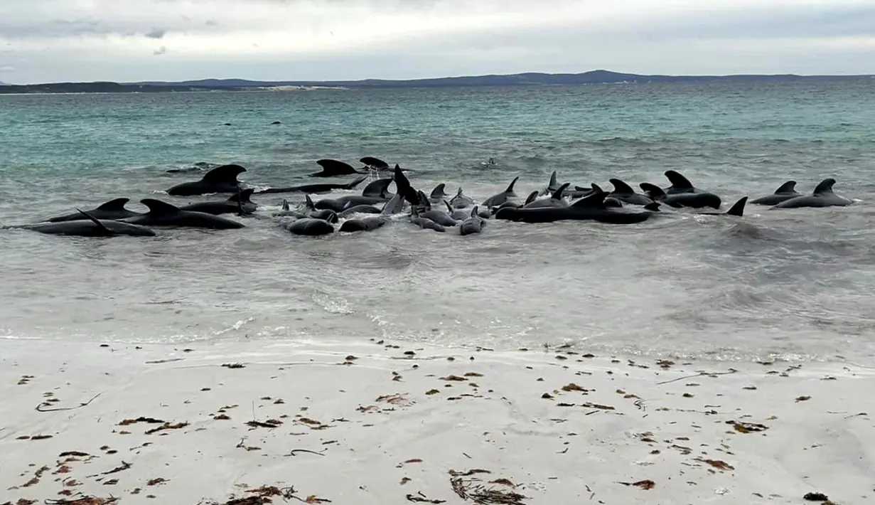 Dalam sebuah pernyataan di Facebook, Parks and Wildlife Service of Western Australia mengatakan kawanan besar paus pilot sirip panjang terlihat pada Selasa pagi di dekat pantai selatan negara bagian tersebut. (Allan Marsh / Allan Marsh/Cheynes Beach Caravan Park / AFP)