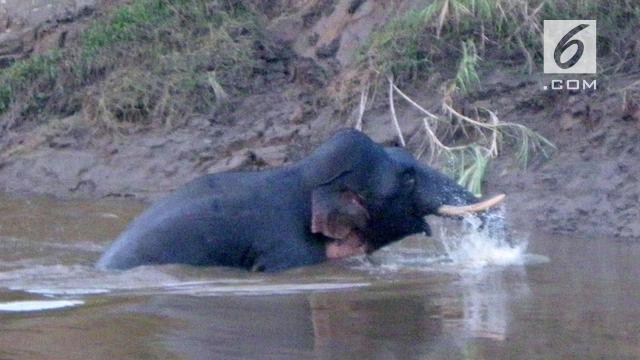 gajah kerdil
