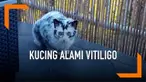Seekor kucing bernama Elli mengalami kondisi vitiligo. Vitiligo merupakan kondisi dimana warna kulit dan bulu tidak merata.