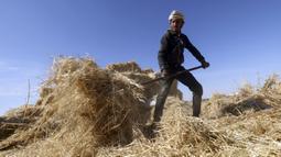 Seorang petani mengambil bagian dalam panen gandum tahunan di sebuah ladang di Rafah, Jalur Gaza, Palestina, Minggu (8/5/2022). (SAID KHATIB/AFP)