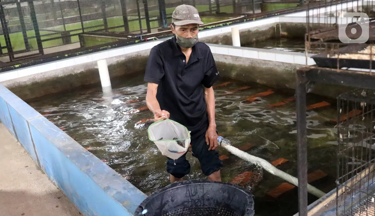 Petani mengumpulkan lobster air tawar siap jual di tempat pembudidayaan BFC Mini Farm, Ciputat, Tangerang Selatan, Banten, Kamis (10/12/2020). Lobster air tawar asal Australia tersebut dijual Rp 60 ribu-Rp 500 ribu untuk memenuhi permintaan rumah makan dalam negeri. (Liputan6.com/Angga Yuniar)