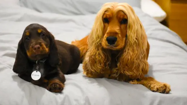 Miliki Rambut Indah Memukau, Anjing Ini Dikira Pakai Wig