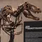 Kerangka Dinosaurus Langka Terjual Rp 859 Miliar