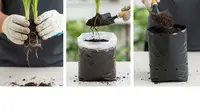 8 Cara Menanam Daun Pandan di Polybag agar Subur, Daunnya Lebat dan Wangi