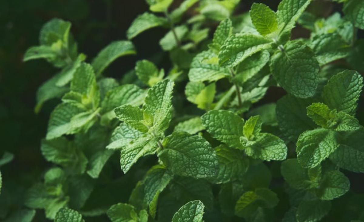 Ilustrasi Tanaman Daun Mint/Photo by Fernanda Arias on Unsplash