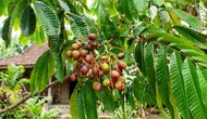 10 Cara Membuat Pohon Matoa Cepat Berbuah di Pekarangan Rumah, Hasil Maksimal
