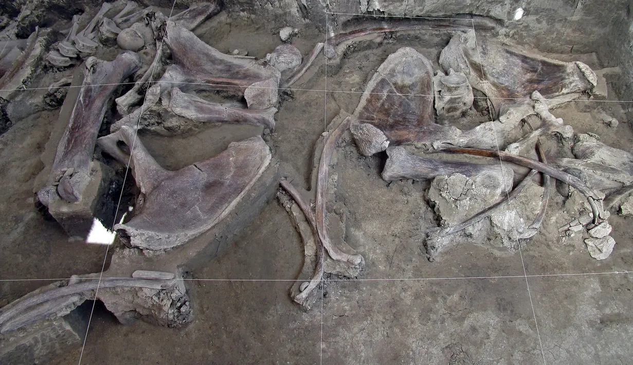 Gambar selebaran yang dirilis pada  6 November 2019 menunjukkan tulang mammoth yang ditemukan di Tultepec, Meksiko. Tim arkeolog menyakini penemuan kerangka mamalia purba zaman es tersebut berusia 14.000 tahun. (Photo by HO / INAH / AFP)