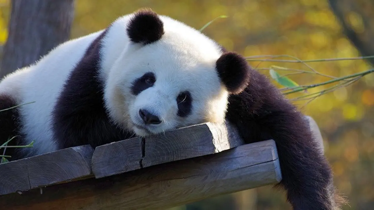 Ilustrasi panda