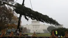 Pekerja menggunakan alat berat untuk menempatkan pohon Natal raksasa di bagian barat Gedung Capitol AS di Washington, Senin (26/11). Pohon Natal setinggi 24 meter itu diambil dari Hutan Nasional Willamette di Oregon. (Mark Wilson/Getty Images/AFP)