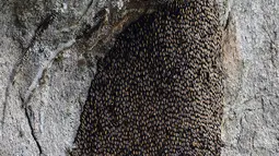 Sarang lebah madu liar bergantungan pada sebuah batu di hutan lindung Bamunigaon di distrik Kamrup, India (5/4). Di hutan lindung ini ada sekitar 100 individu koloni lebah madu liar yang tersebar di bawah permukaan batu. (AFP Photo/Kulendu Kalita)