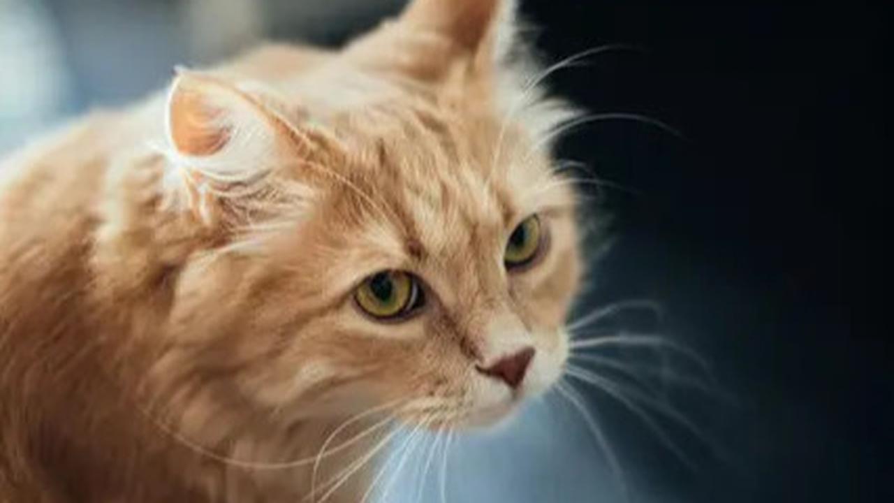 7 Cara Mengusir Kucing yang Suka Pipis Sembarangan, Mudah Tanpa Menyakitinya