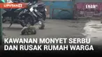 Kawanan Monyet Serbu Pemukiman Warga dan Rusak Rumah