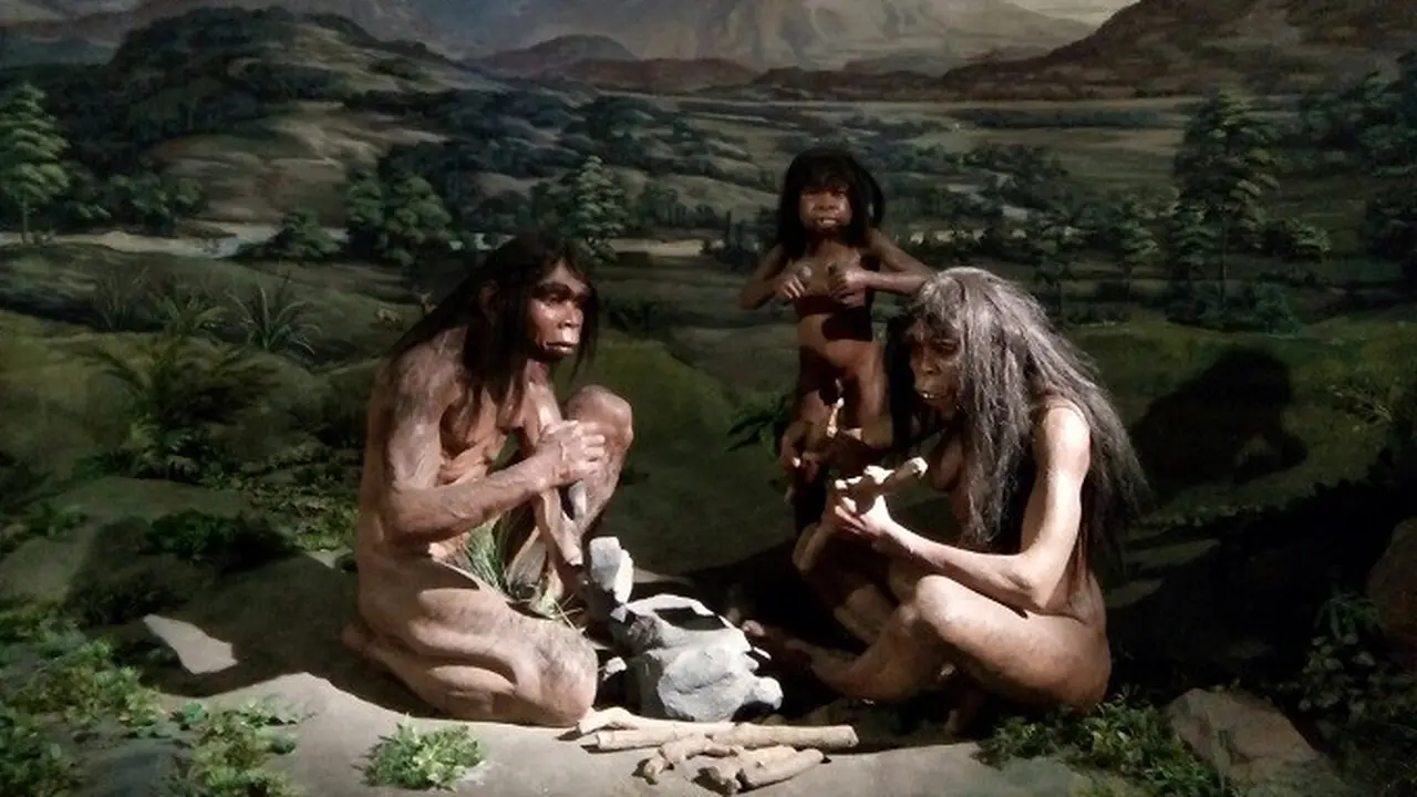 Homo erectus