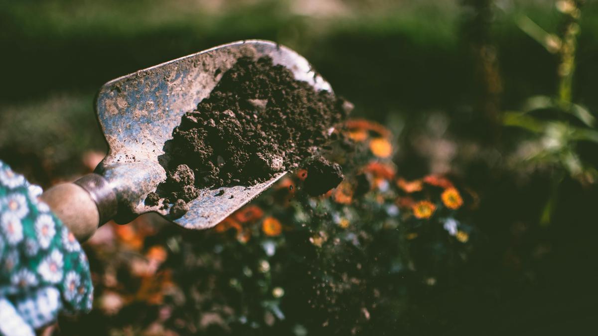 7 Media Tanam Murah yang Membuat Tanaman Buah Lebih Cepat Manis