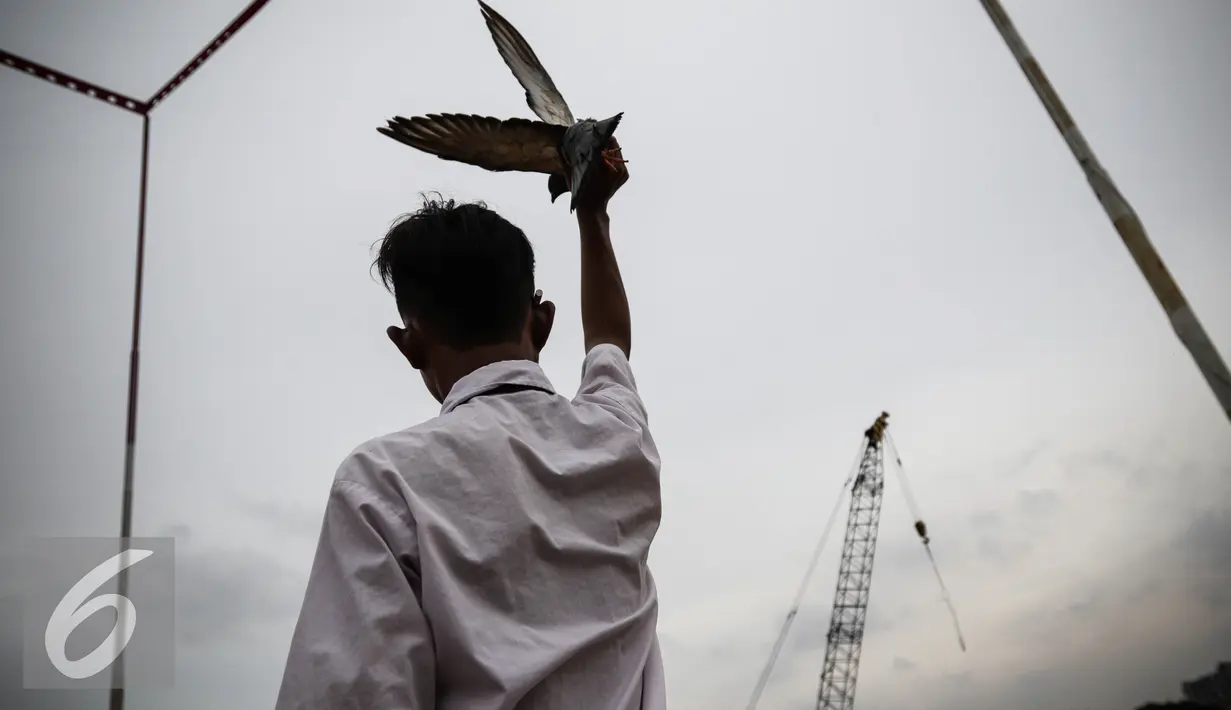 Seorang remaja mengepakan burung merpati betina agar merpati pasangannya menghampiri saat berlatih adu ketangkasan di Sunter, Jakarta, Selasa (29/11). Burung merpati atau yang biasa disebut burung dara ini banyak dipelihara. (Liputan6.com/Faizal Fanani)