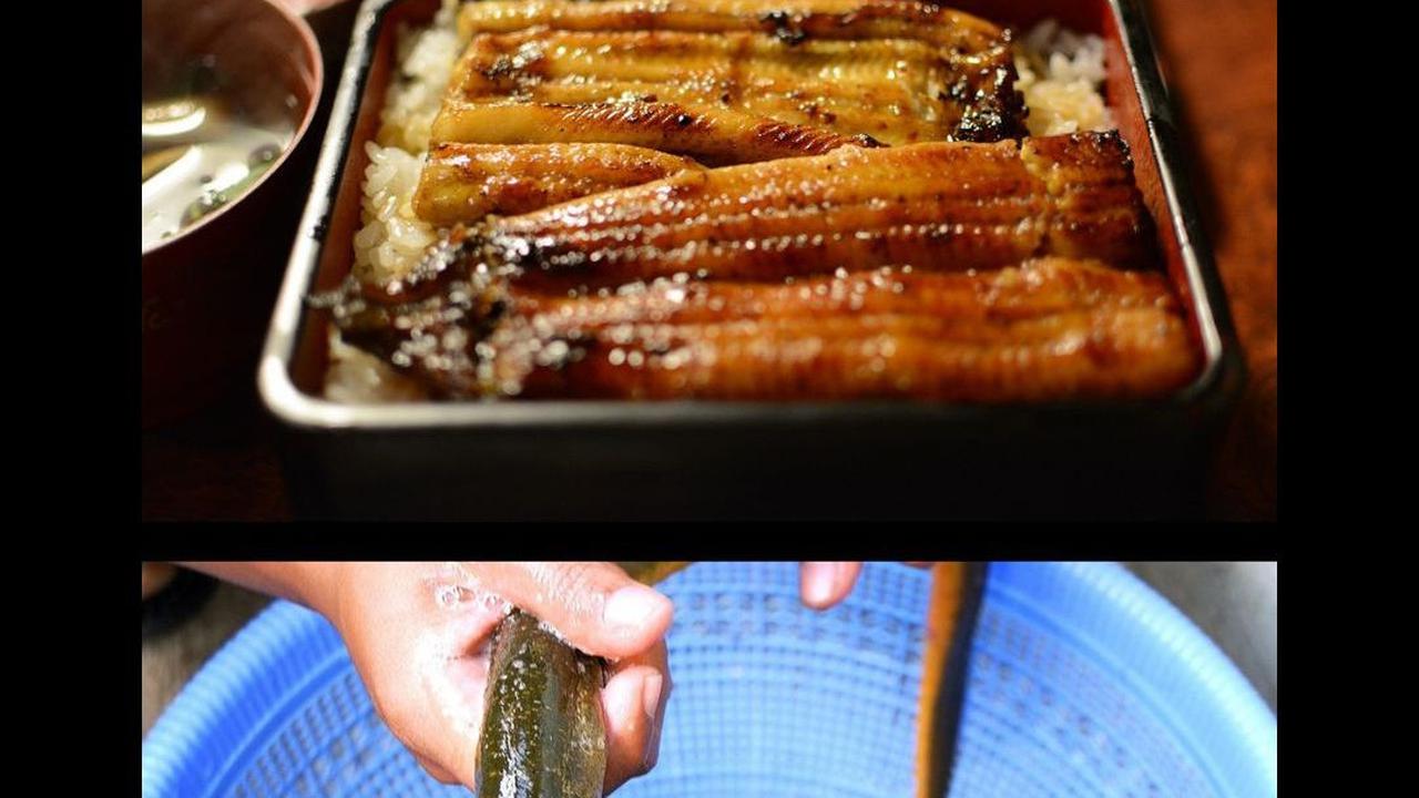 10 Fakta Menarik Ikan Sidat, si Unagi yang Sering Dikira Belut