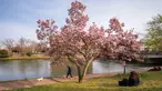 Seorang pria berjalan melewati pohon magnolia yang sedang mekar di tepi Sungai Ill, Strasbourg, Prancis, 21 Maret 2022. Magnolia adalah salah satu marga tumbuhan berbunga yang dikenal luas karena bunganya indah dan menyebarkan aroma harum. (PATRICK HERTZOG/AFP)