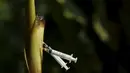 Jarum suntik heroin bekas para pecandu narkoba tertancap pada pohon pisang di Hanoi ,Vietnam, Selasa (1/12). kegiatan ini dilakukan juga dalam memperingati hari AIDS sedunia yang jatuh hari ini. (REUTERS/Kham)