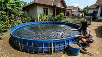 7 Cara Membuat Kolam Lele Rumahan Tanpa Menggali Tanah, Hemat Tempat dan Biaya